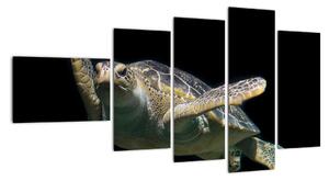 Obraz plovoucí želvy (110x60cm)