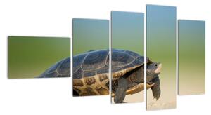 Obraz želvy - moderní obrazy (110x60cm)