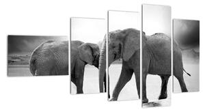 Obraz - sloni (110x60cm)