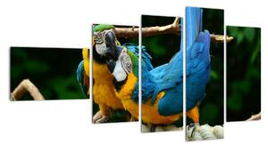 Obraz papoušků na laně (110x60cm)