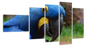 Obraz - papoušek (110x60cm)