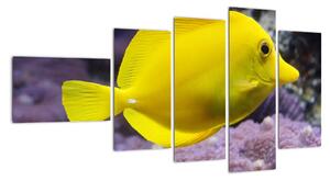 Obraz - žluté ryby (110x60cm)