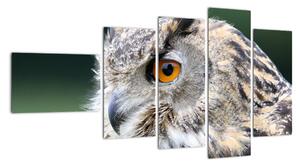 Vyhlížející sova - obraz (110x60cm)