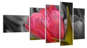 Obraz červeného tulipánu na černobílém pozadí