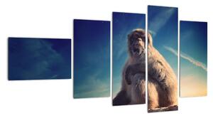 Obraz opice - obrazy zvířat (110x60cm)