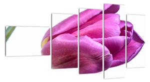 Obraz růžového tulipánu (110x60cm)