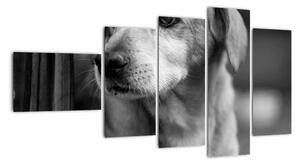 Černobílý obraz psa (110x60cm)