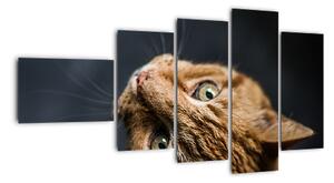 Moderní obraz kočky (110x60cm)