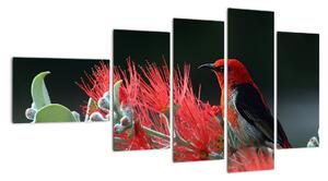 Obraz ptáků - červená (110x60cm)