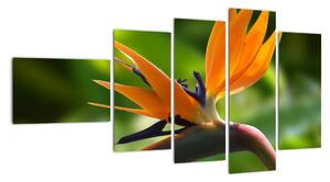 Detail květu - obraz (110x60cm)