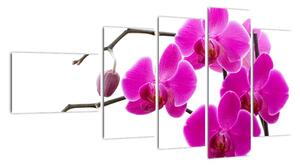 Obraz orchidejí na zeď (110x60cm)