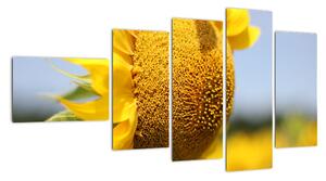 Obraz slunečnice (110x60cm)