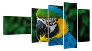 Obraz papouška (110x60cm)