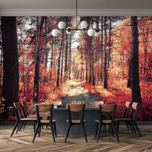 Malvis ® Tapeta Červený podzim v lese Vel. (šířka x výška): 288 x 200 cm