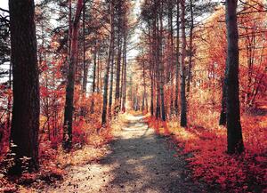 Malvis ® Tapeta Červený podzim v lese Vel. (šířka x výška): 144 x 105 cm