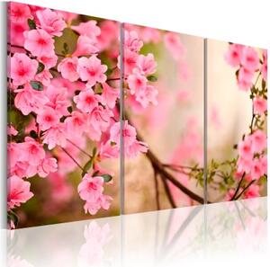 Obraz - Růžové třešňové květy