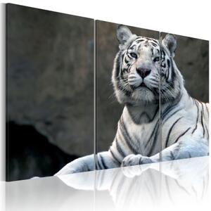 Obraz - Bílý tygr