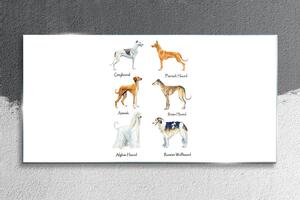 Obraz na skle Obraz na skle psi zvířata