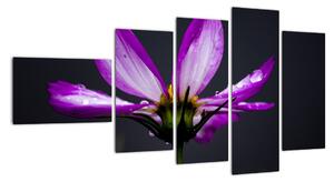 Obraz - květiny (110x60cm)