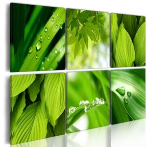 Obraz - Čerstvé zelené listy
