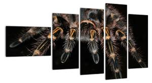 Obraz tarantule (110x60cm)