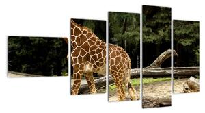 Obraz žirafy (110x60cm)