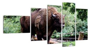 Obraz s americkým bizonem (110x60cm)