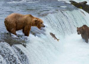 Malvis ® Tapeta Medvědi na lovu Vel. (šířka x výška): 144 x 105 cm