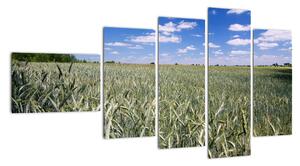 Pole pšenice - obraz (110x60cm)