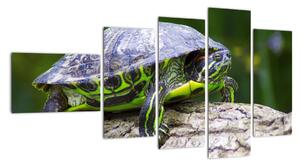 Suchozemská želva - obraz (110x60cm)
