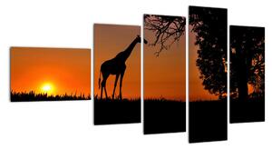 Obraz žirafy v přírodě (110x60cm)