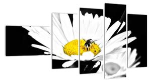 Včela na sedmikrásce - obraz (110x60cm)