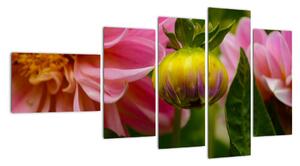 Obraz květu rostliny (110x60cm)