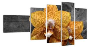 Orchidej - obraz (110x60cm)
