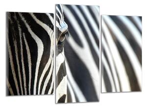 Obraz na plátně Zebra
