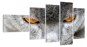 Kočka - obraz (110x60cm)