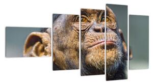 Opice - obrazy (110x60cm)