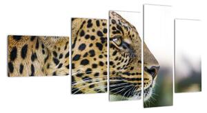 Leopard - obraz (110x60cm)