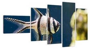 Ryba - obraz (110x60cm)