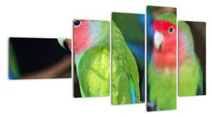 Papoušci - obraz (110x60cm)