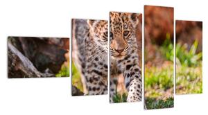 Mládě leoparda - obraz do bytu (110x60cm)