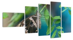 Motýl - obraz (110x60cm)