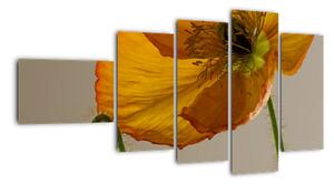 Žlutá květina - obraz (110x60cm)