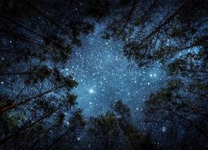 Malvis ® Tapeta Noční obloha v lese Vel. (šířka x výška): 144 x 105 cm