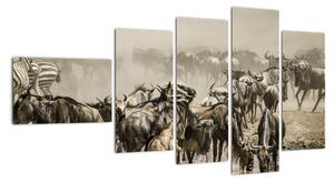 Obraz zvířat - obraz (110x60cm)