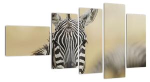 Zebra - obraz (110x60cm)