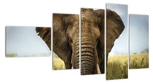 Slon - obraz (110x60cm)