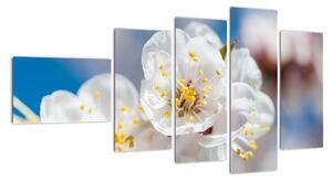 Květ třešně - obraz (110x60cm)