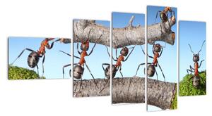 Obraz mravenců (110x60cm)