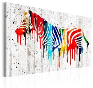 Obraz - Barevná zebra